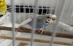 Budgerigars birds for sale: 2 female Budgies for sale!  - Image 4