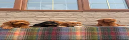 Cockapoo dogs for sale: F1 Cockapoos (council licensed)  in Stourport-on-Severn - Advert 4
