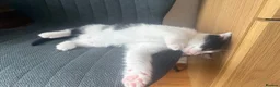 Mixed Breed cats for sale: Two adorable kittens. - Advert 4