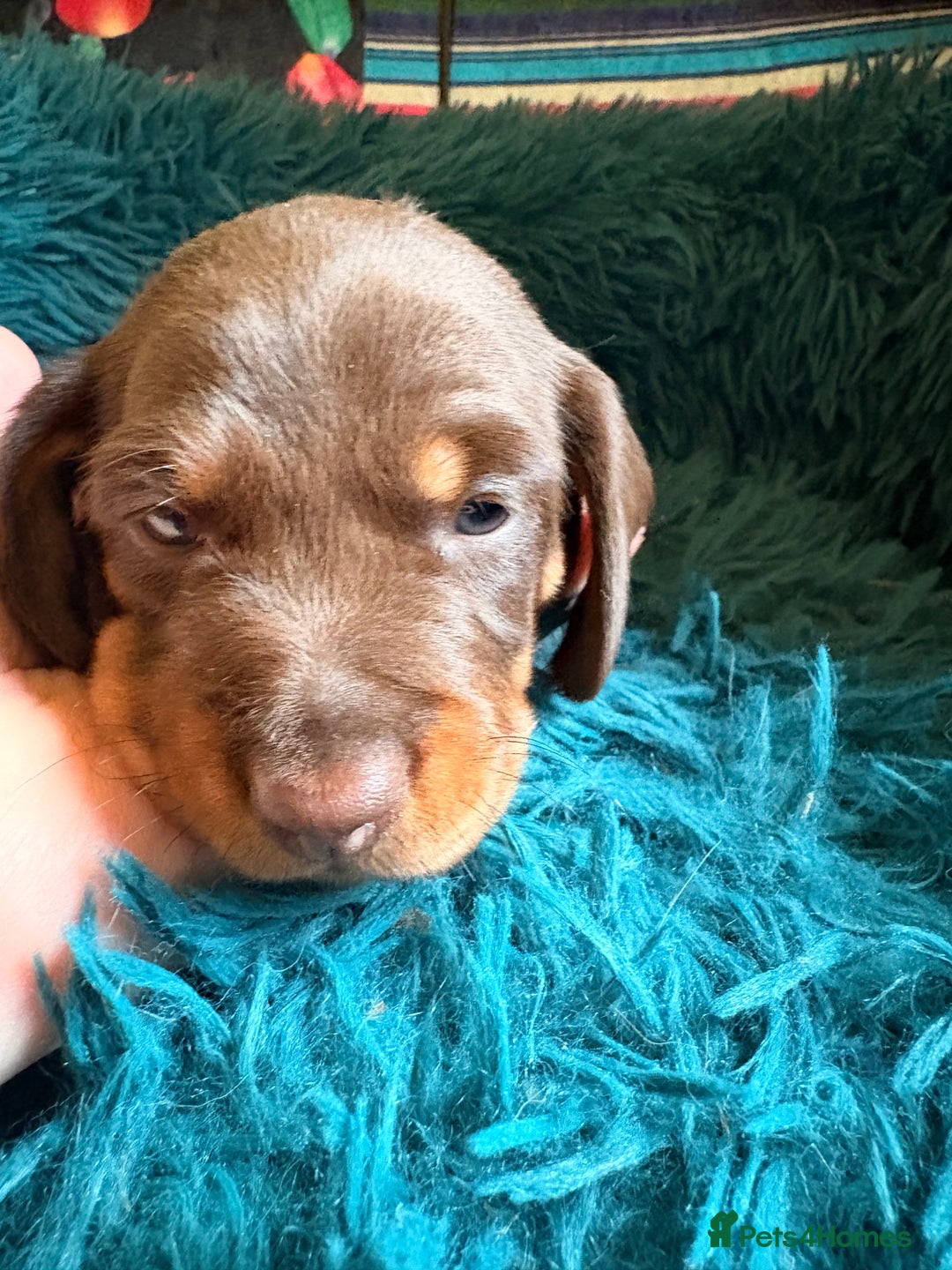 Dachshund dogs for sale: Miniature Smooth Haired Dachshunds  - Advert 1