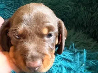 Dachshund dogs Miniature Smooth Haired Dachshunds - Advert 4