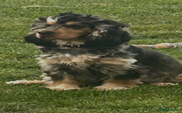 Cocker Spaniel dogs for sale: OUTSTANDING KC REG COCKER SPANIEL PUPPIES  - Image 22