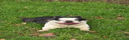French Bulldog dogs for sale: Fluffy panda french bulldog - Advert 9
