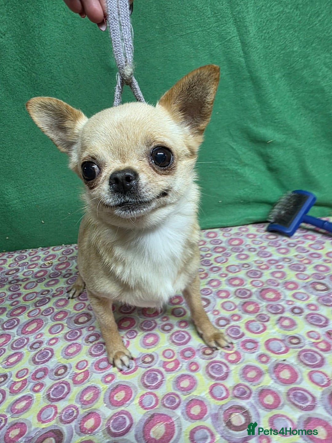 Chihuahua dogs for adoption: CHICAGO – Chihuahua (Female) - Advert 3