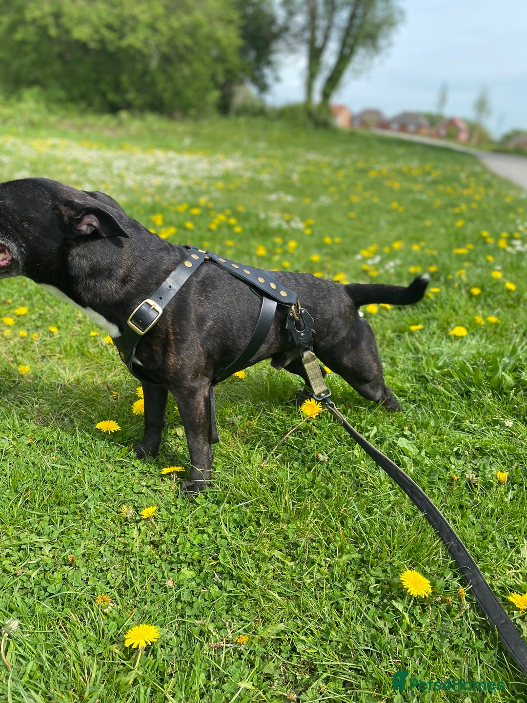 Staffordshire Bull Terrier dogs for stud: Quality STUD carries blue, red and tri gene  - Advert 5