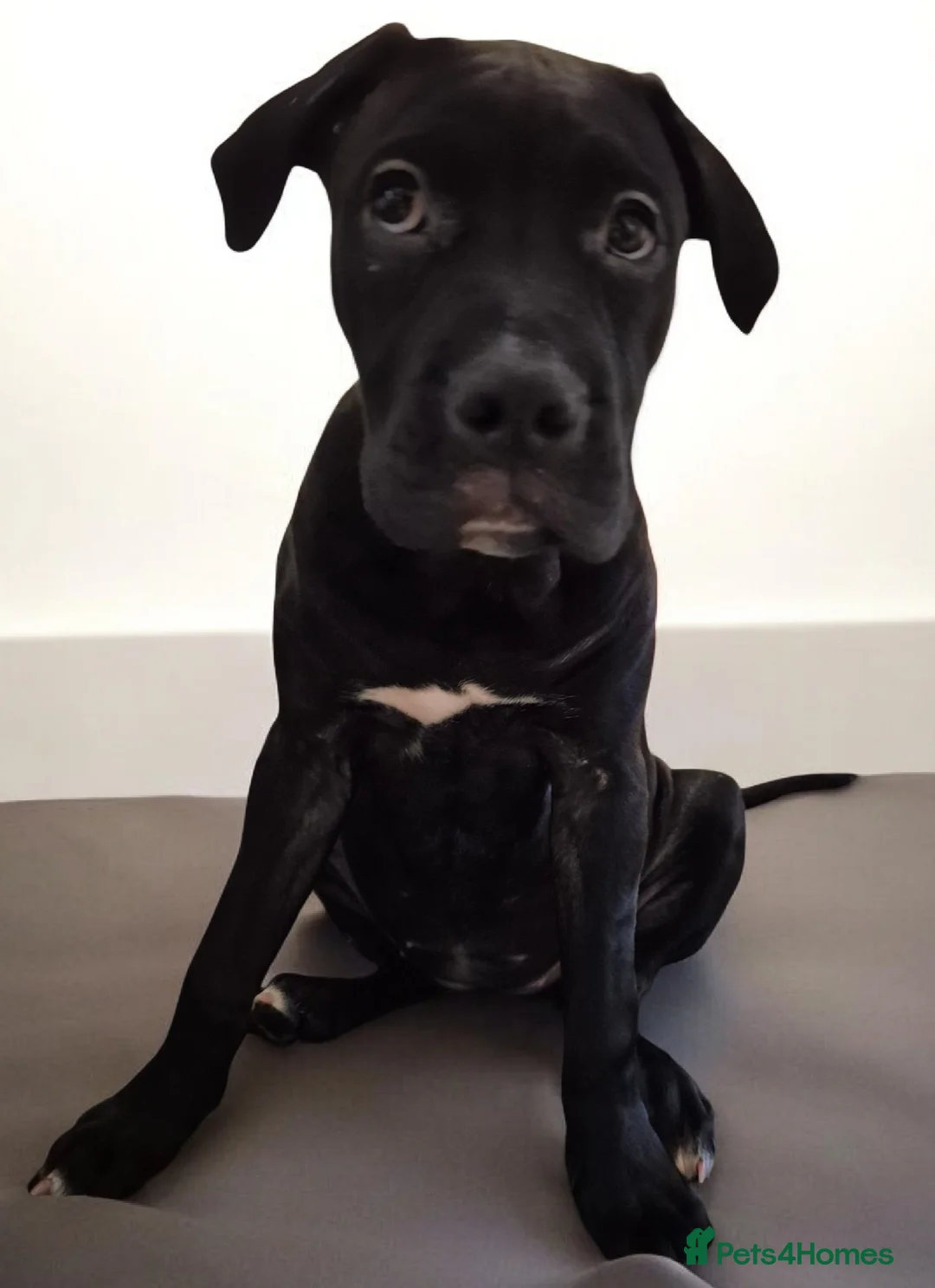 Mixed Breed dogs for sale: Bullmastiff Cross Puppies  - Advert 14