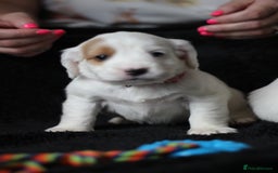 Cocker Spaniel dogs for sale: Cocker spaniels - Image 10