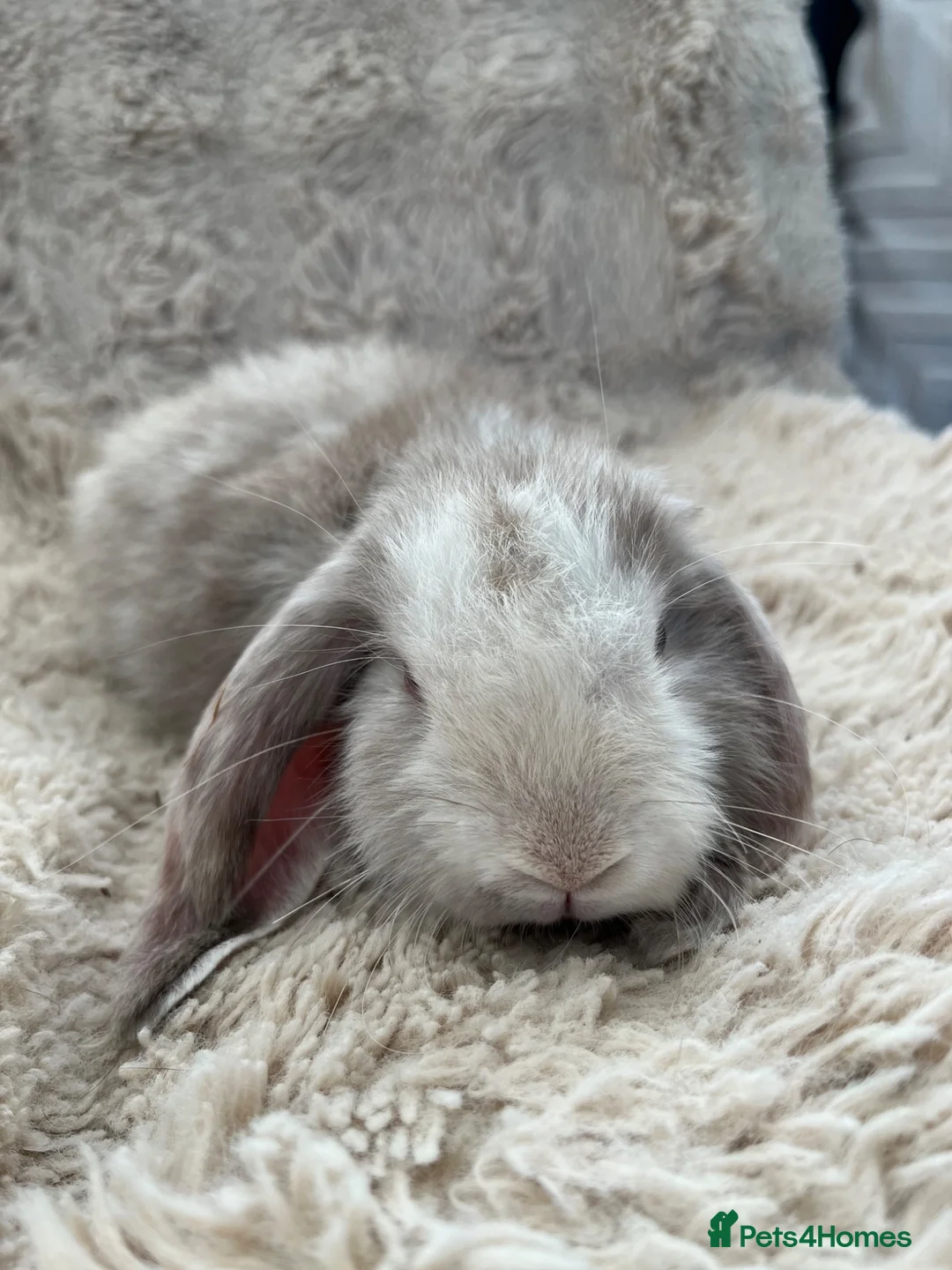 Mini Lop rabbits for sale: Mini Lops Ready to Leave  - Advert 16