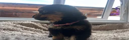 Rottweiler dogs for sale: Beautiful Rottweiler Pups  - Advert 26