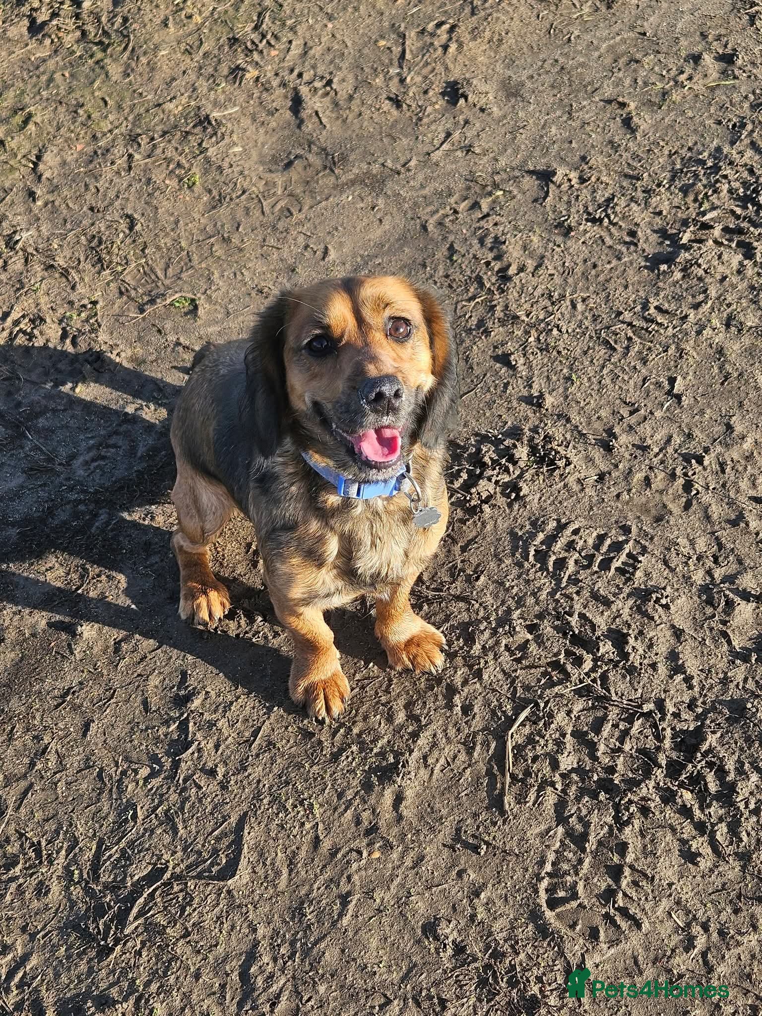 Mixed Breed dogs Cocker Jack - Advert 1