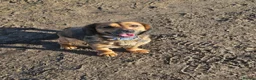 Mixed Breed dogs for sale: Cocker Jack in Castleford - Advert 1