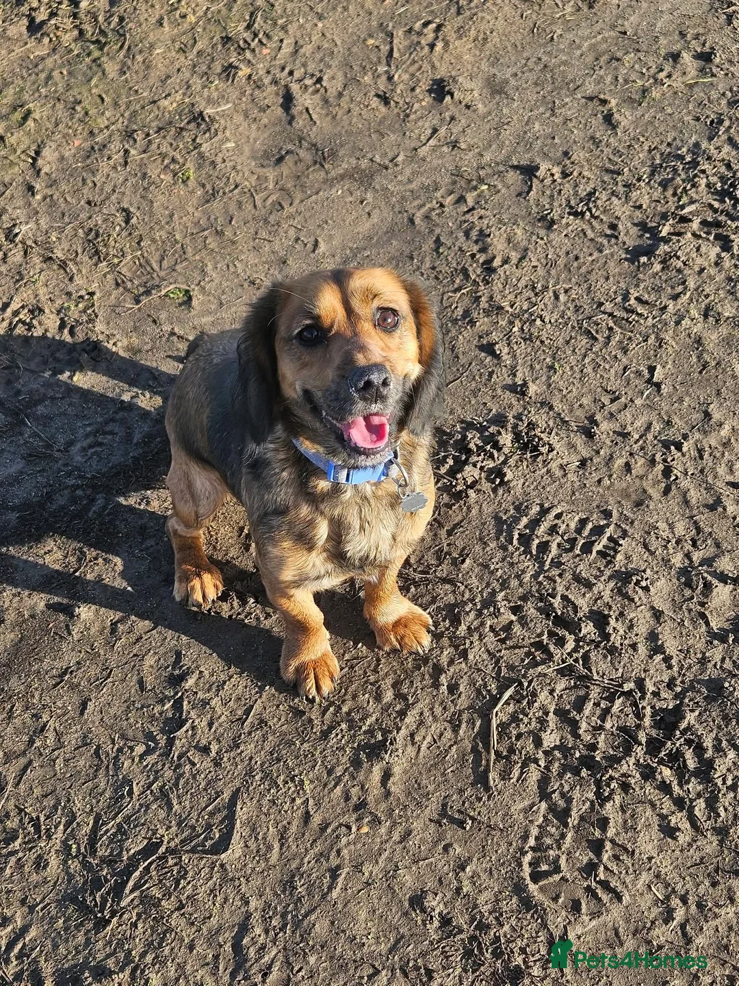 Mixed Breed dogs for sale: Cocker Jack in Castleford - Advert 1