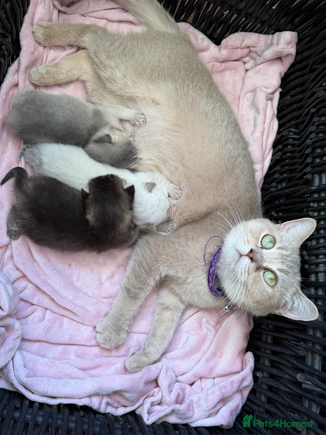 British Longhair cats for sale: British Longhair adorable kittens  - Advert 10