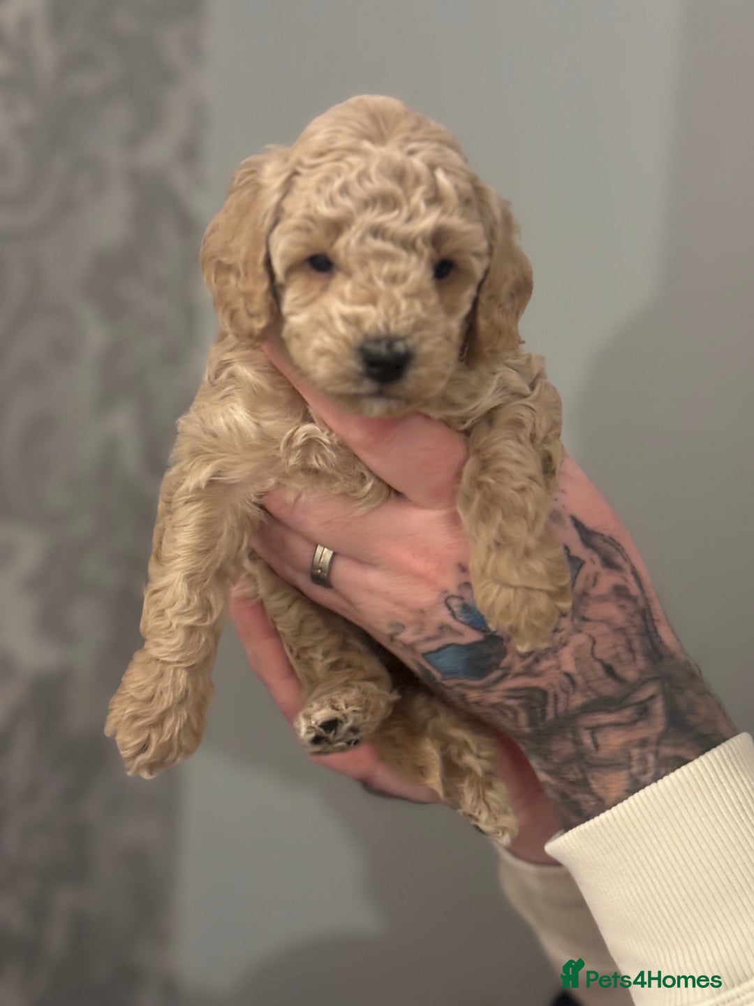 Toy Poodle dogs for sale: Toy poodle puppies *Ready for  ** * - Advert 22
