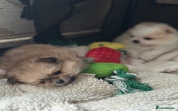 Pomeranian dogs for sale: KC Reg Pomeranian Girls - Image 13