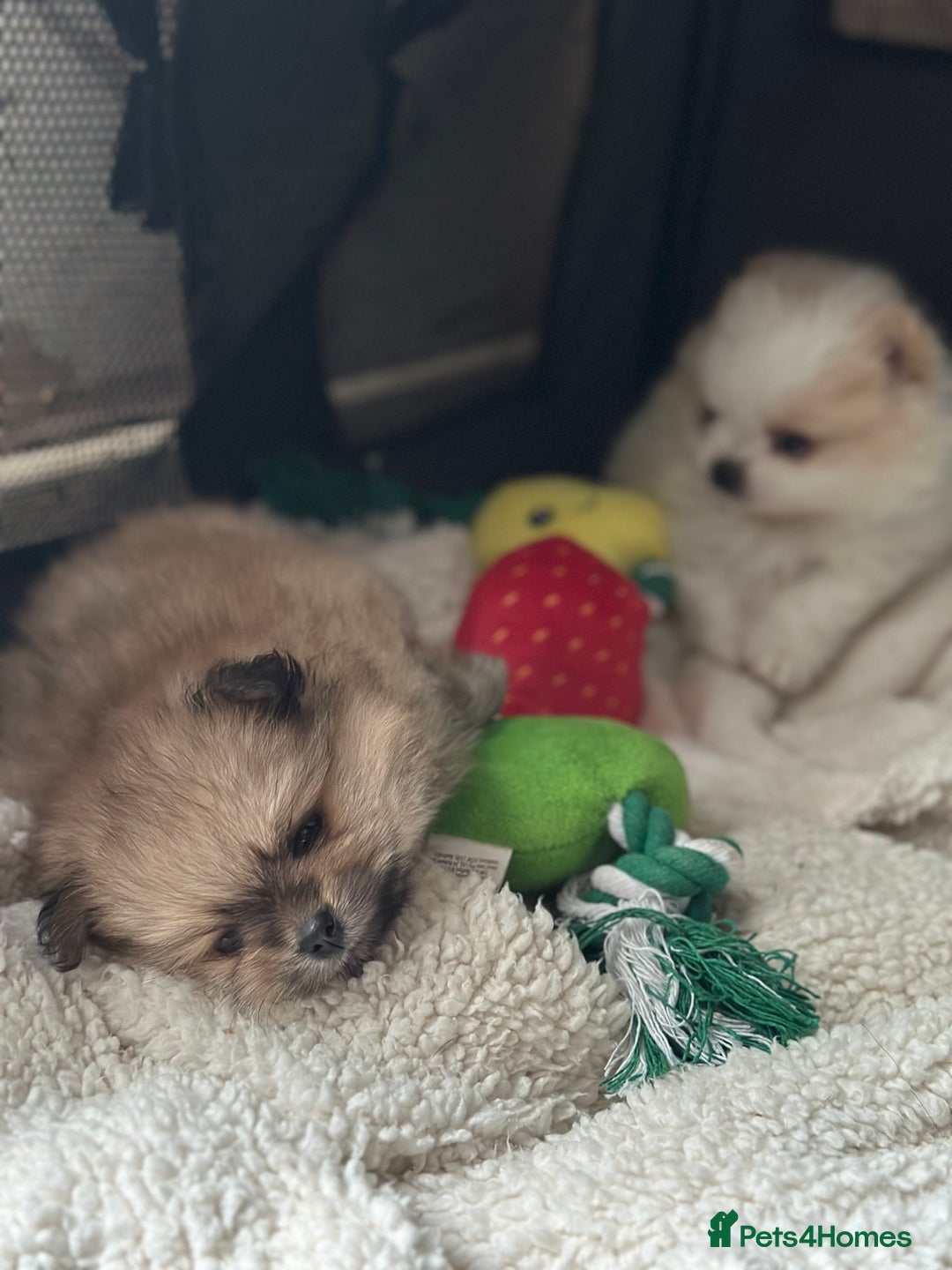Pomeranian dogs for sale: KC Reg Pomeranian Girls - Image 13