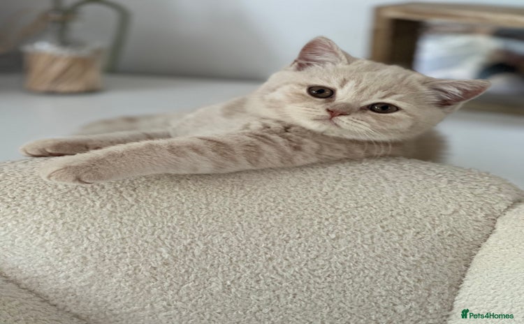 British Shorthair cats - Advert 13