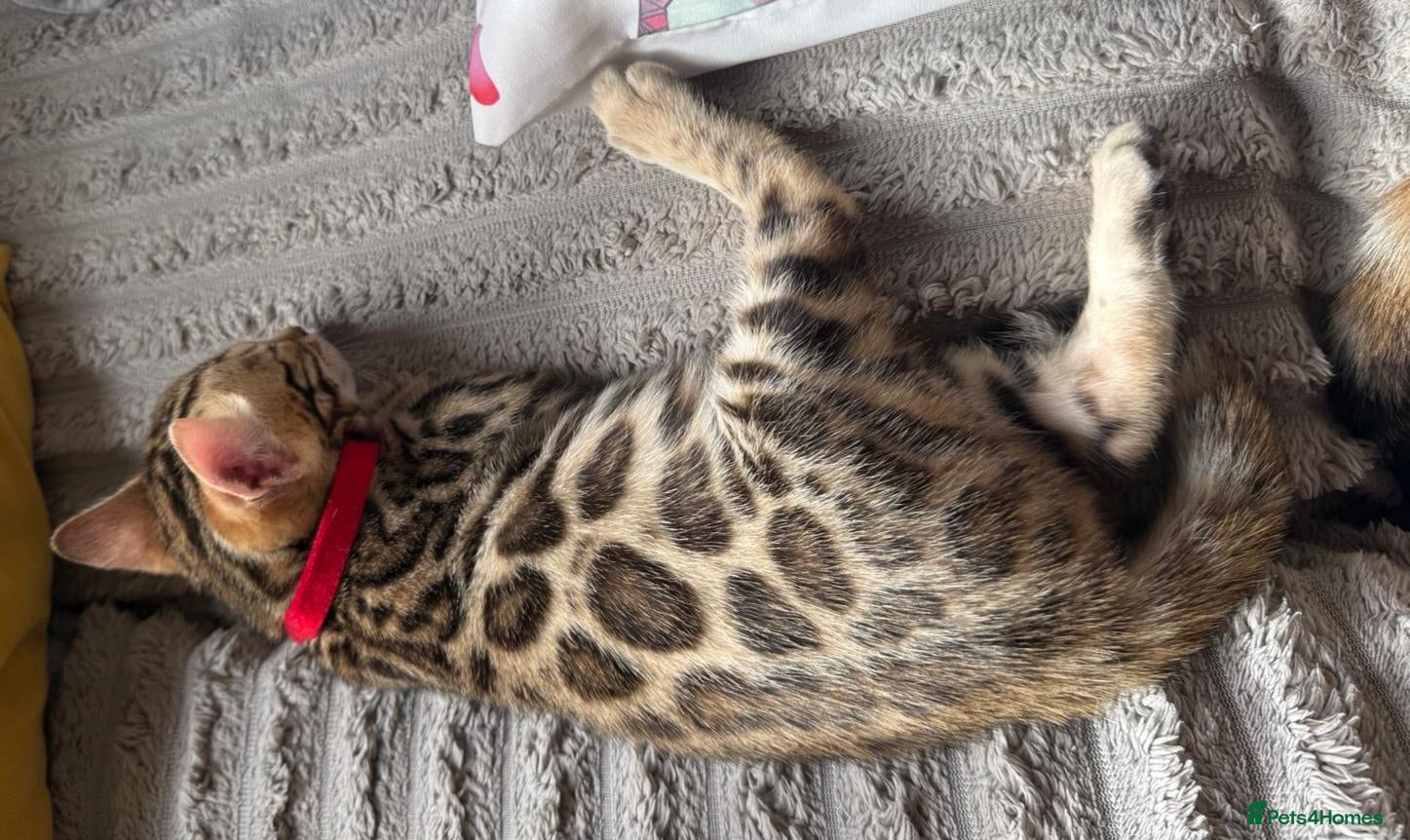 Bengal cats Stunning Bengal Kittens. TICA Registered. - Advert 2