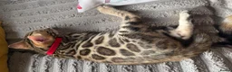 Bengal cats for sale: Stunning Bengal Kittens. TICA Registered. - Advert 2