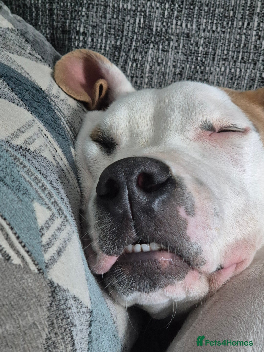 American Bulldog dogs for sale: American Bulldog Puppies - Image 3