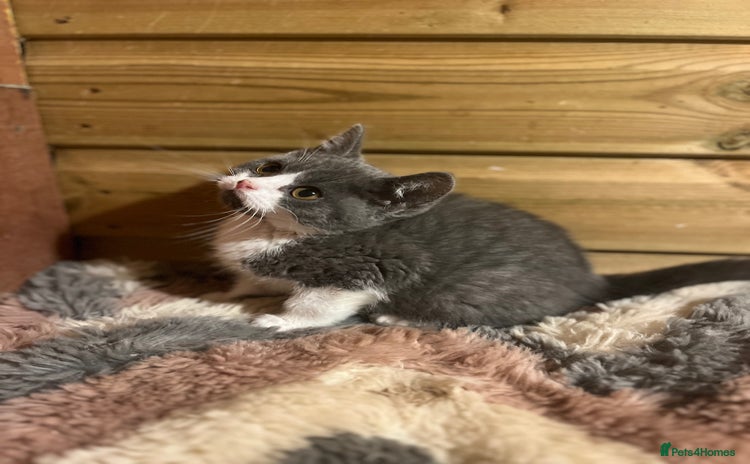 British Shorthair cats - Advert 5