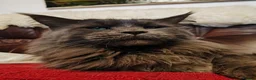 Maine Coon cats for sale: DNA health tested Maine coon kittens  - Advert 4