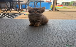Ragdoll cats for sale: Cinnamon lynx ragdoll RARE  - Image 4