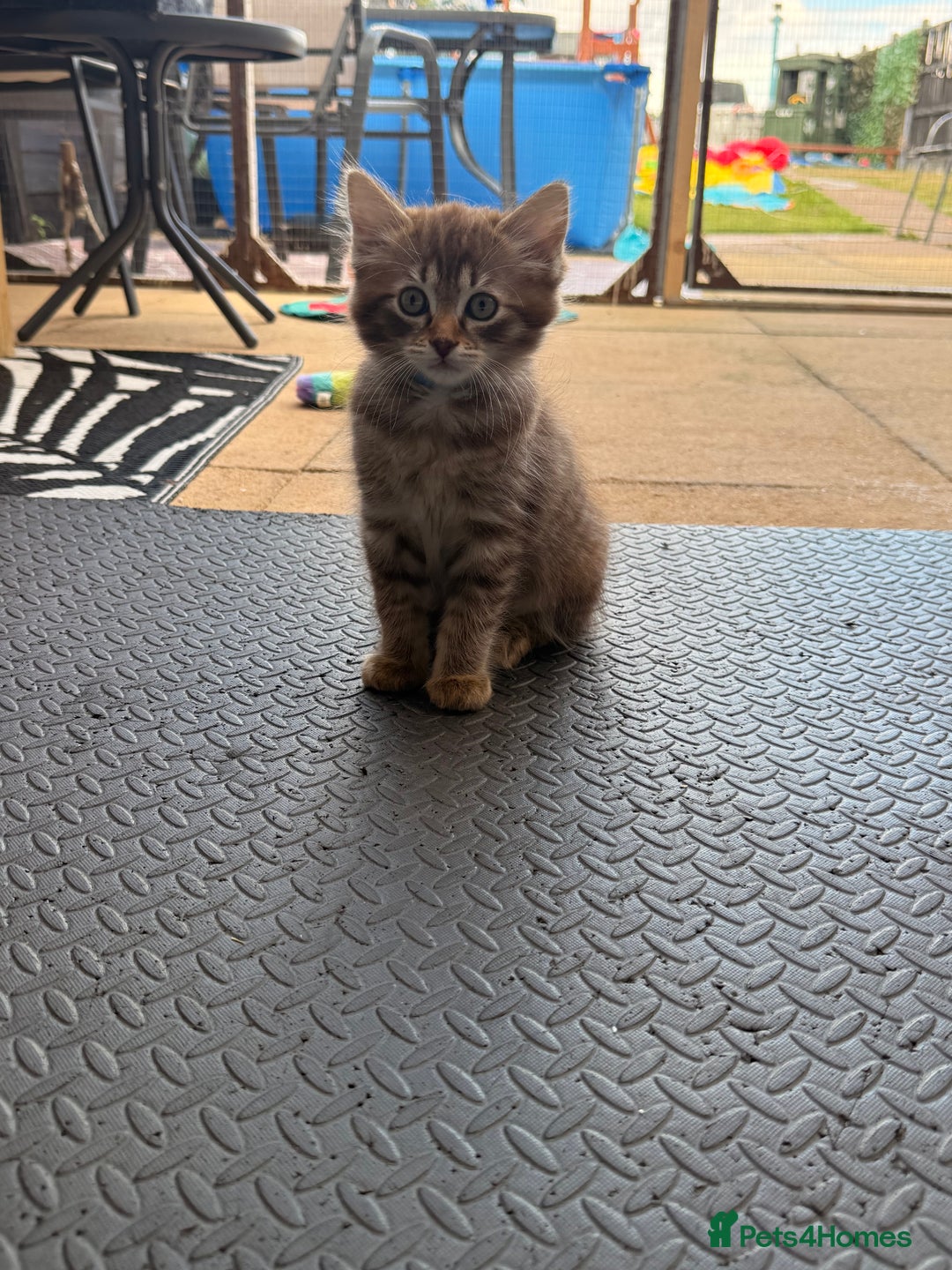 Ragdoll cats for sale: Cinnamon lynx ragdoll RARE  - Image 4