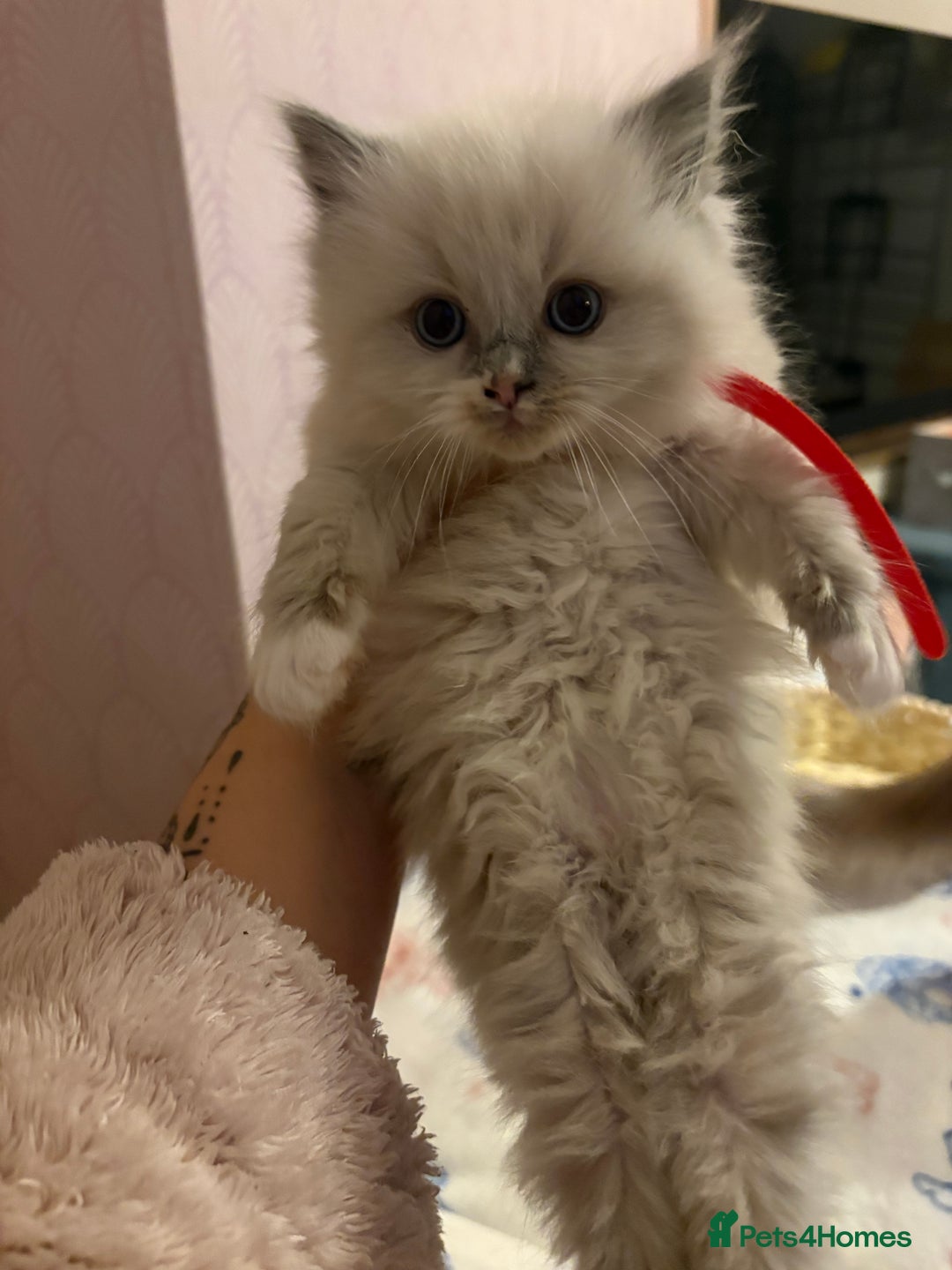 Ragdoll cats for sale: Ragdoll kittens for sale  - Advert 19