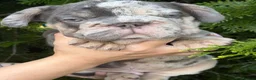 French Bulldog dogs for sale: French Bulldogs - Advert 11