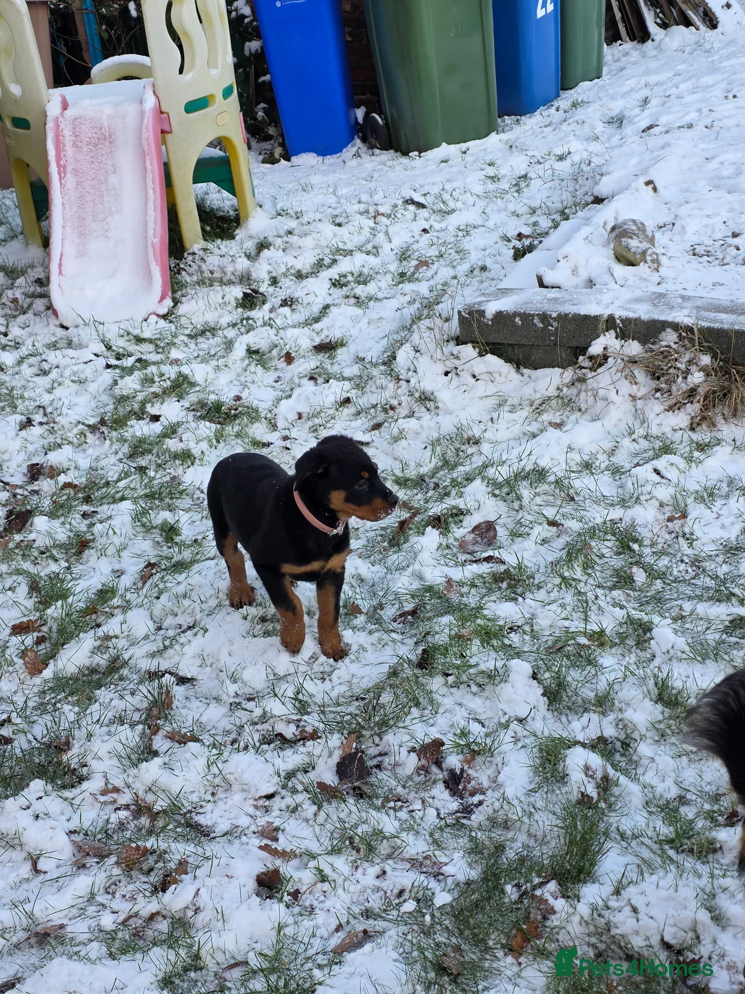 Rottweiler dogs for sale: 19 week old rottweiler female for sale  - Advert 8