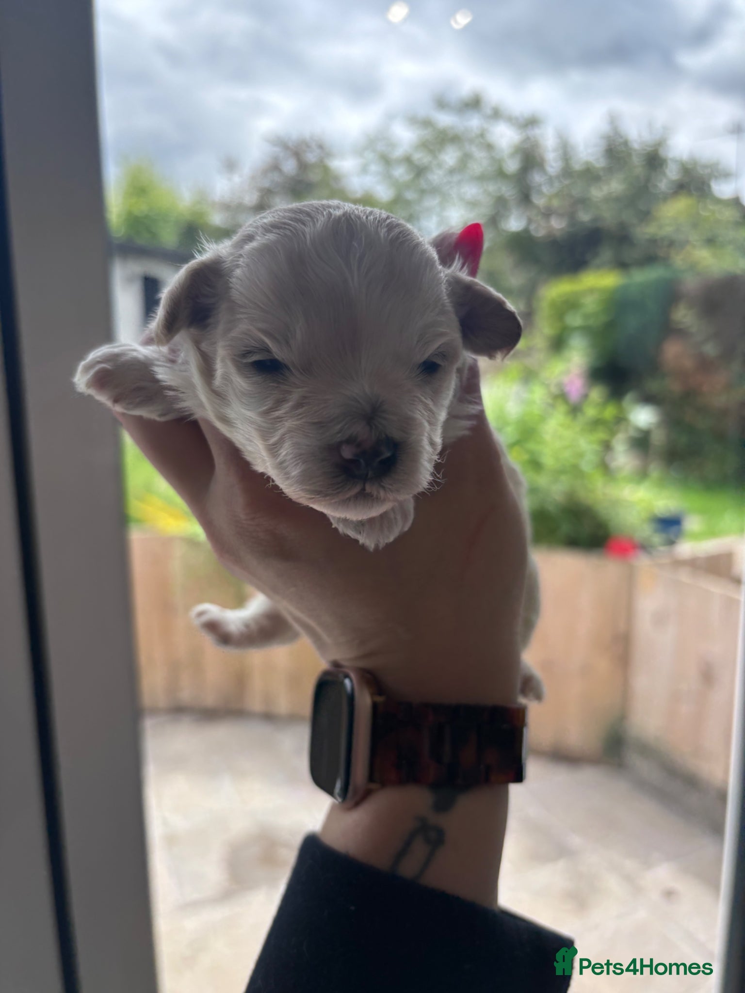 Maltipoo dogs for sale: Outstanding Health tested F1 maltipoo - Advert 5