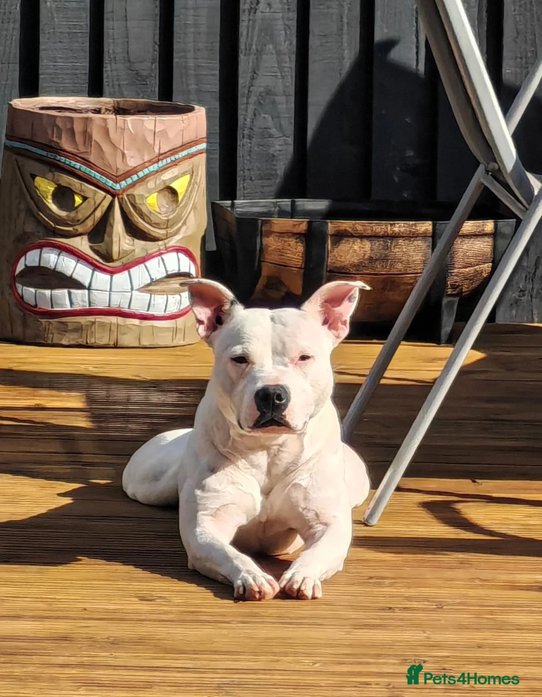 Staffordshire Bull Terrier dogs for sale: 3yo Female Staffy - Posey in Cwmbran - Advert 2