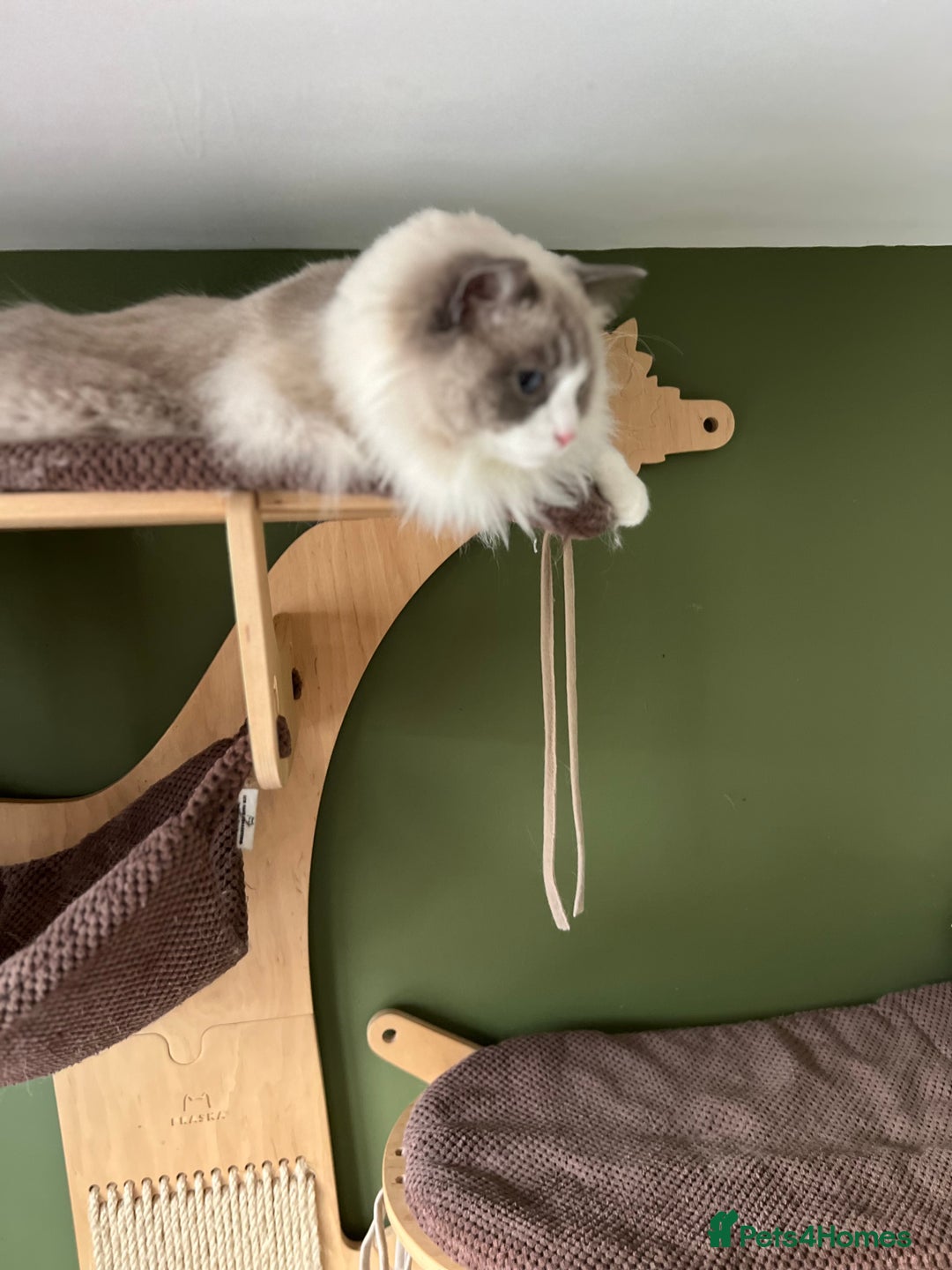 Ragdoll cats for sale: Amazing big ragdoll boy.  - Advert 14