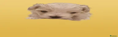 Maltese Puppy 1
