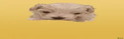 Maltese dogs for sale: Maltese toybreed - Advert 2