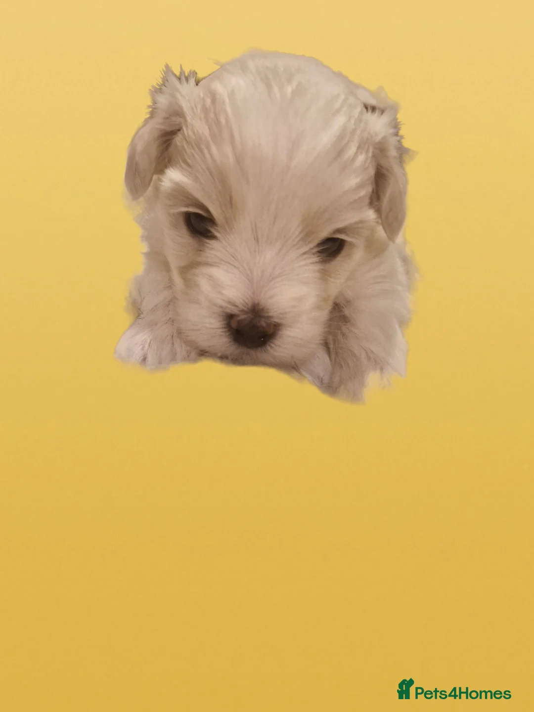 Maltese dogs for sale: Maltese toybreed - Advert 2