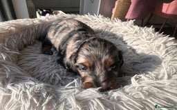 Miniature Dachshund dogs for sale: Beautiful litter of long haired mini dachshunds  - Image 9