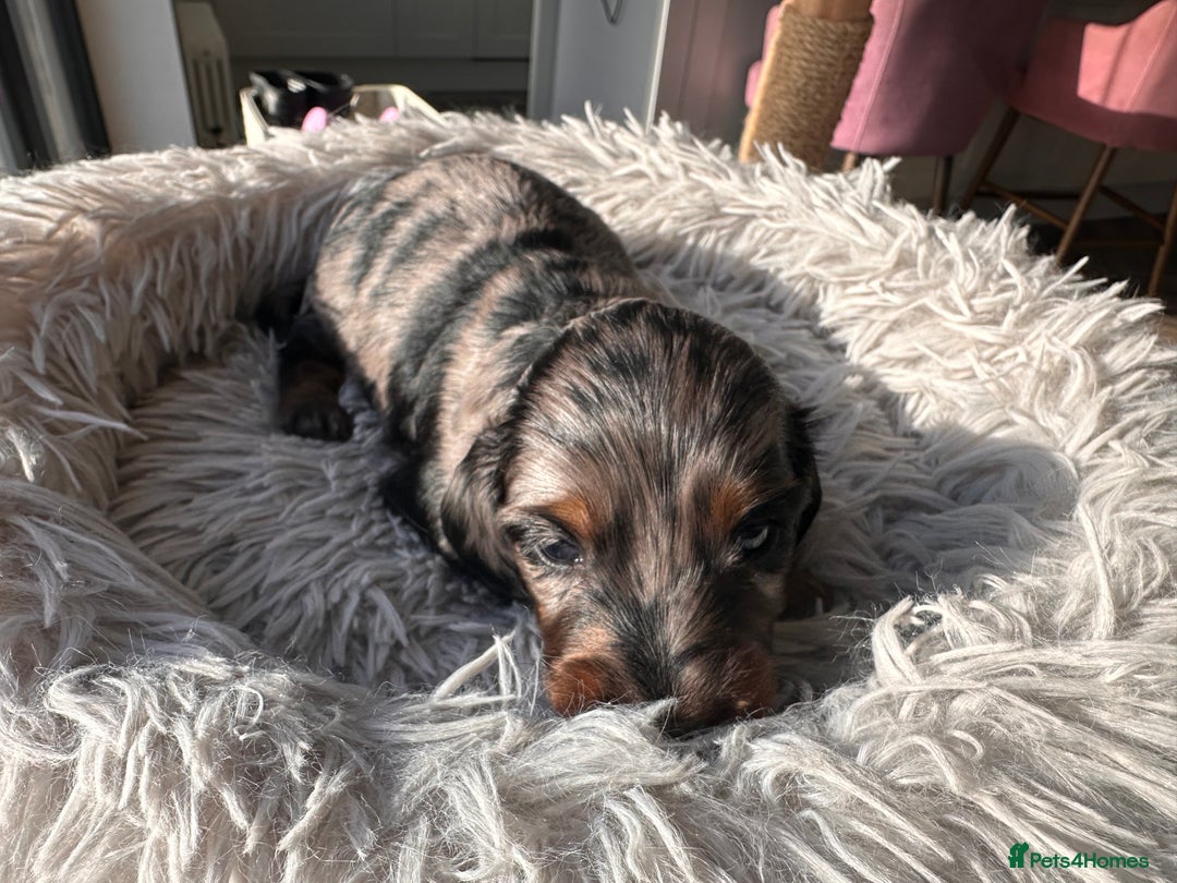 Miniature Dachshund dogs for sale: Beautiful litter of long haired mini dachshunds  - Image 9