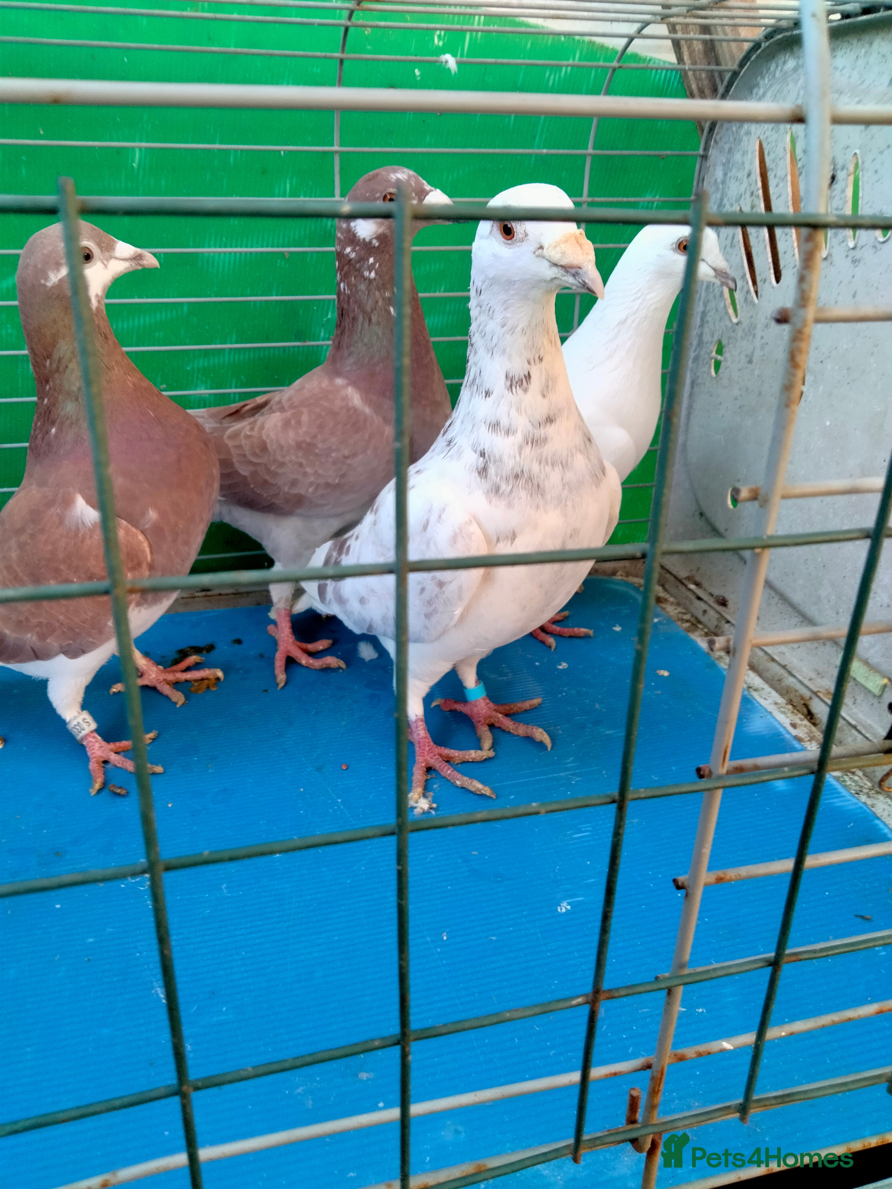 Pigeons birds Pigeones for sale in London hackney  - Advert 1