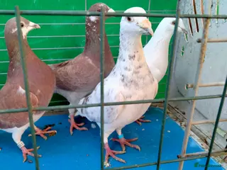 Pigeons birds Pigeones for sale in London hackney - Advert 1