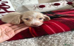 Miniature Dachshund dogs for sale: Top quality long haired miniature dachshunds  - Image 9