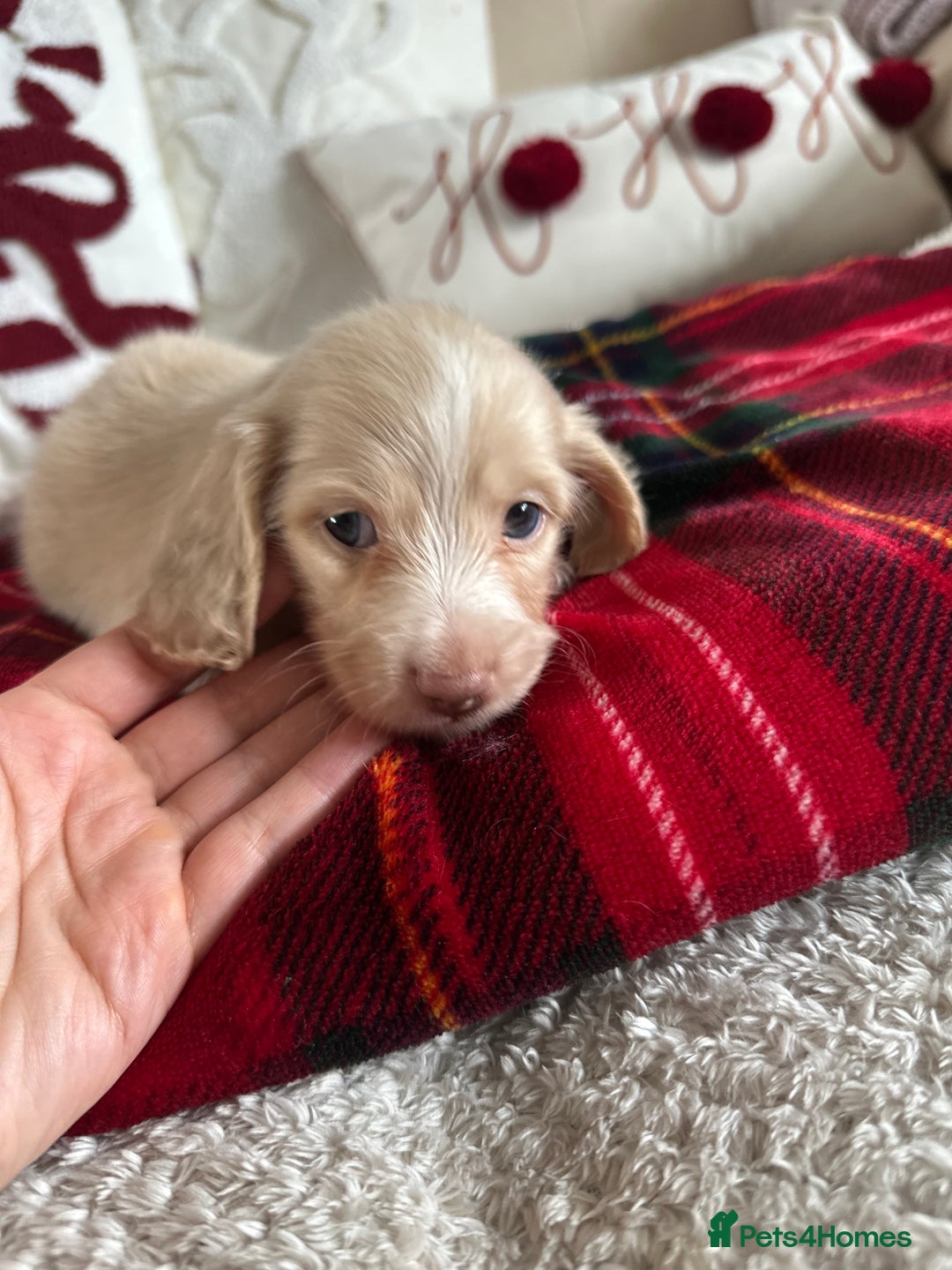 Miniature Dachshund dogs for sale: Top quality long haired miniature dachshunds  - Image 9