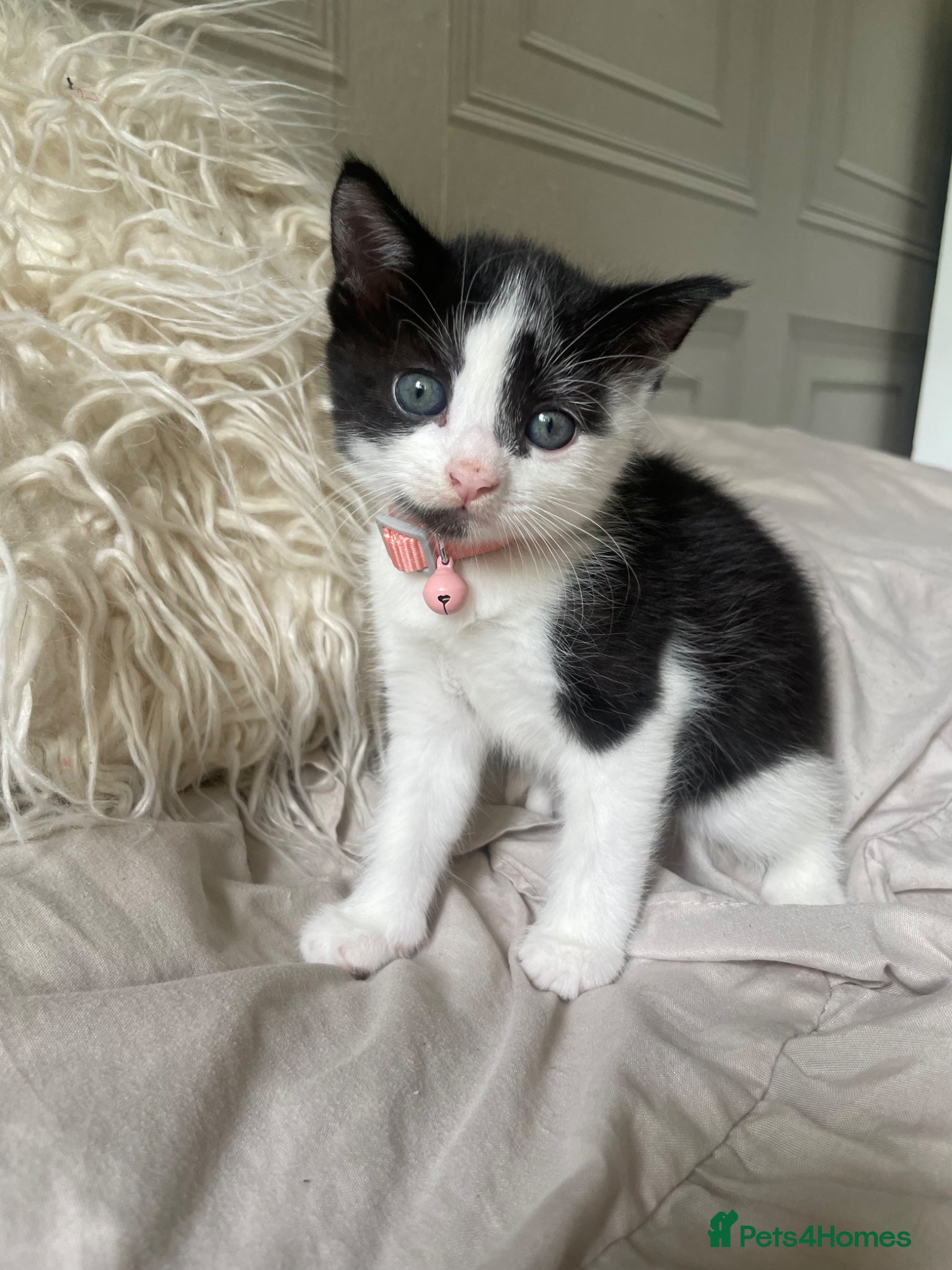 Mixed Breed cats for sale: Mixed kittens  - Advert 2