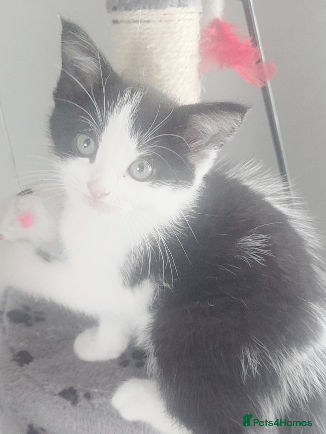 Mixed Breed cats Beautiful 1 Boy 1 Girl (British xRagdoll Mix) - Advert 6