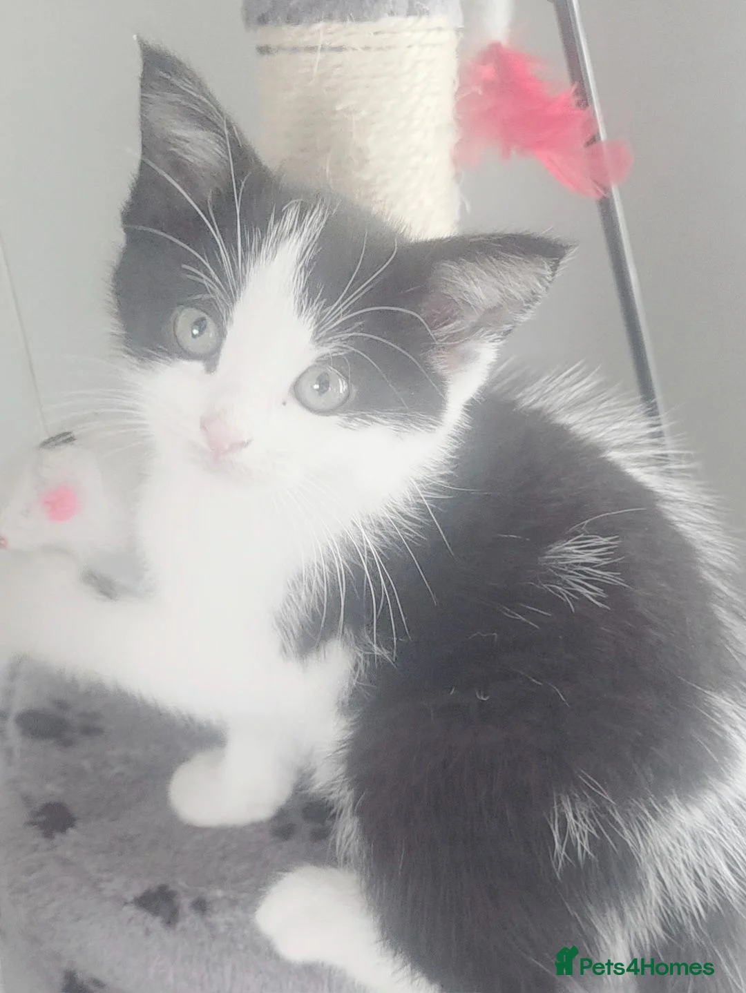Mixed Breed cats for sale: Beautiful 1 Boy 1 Girl (British xRagdoll Mix) in Darlington - Advert 1
