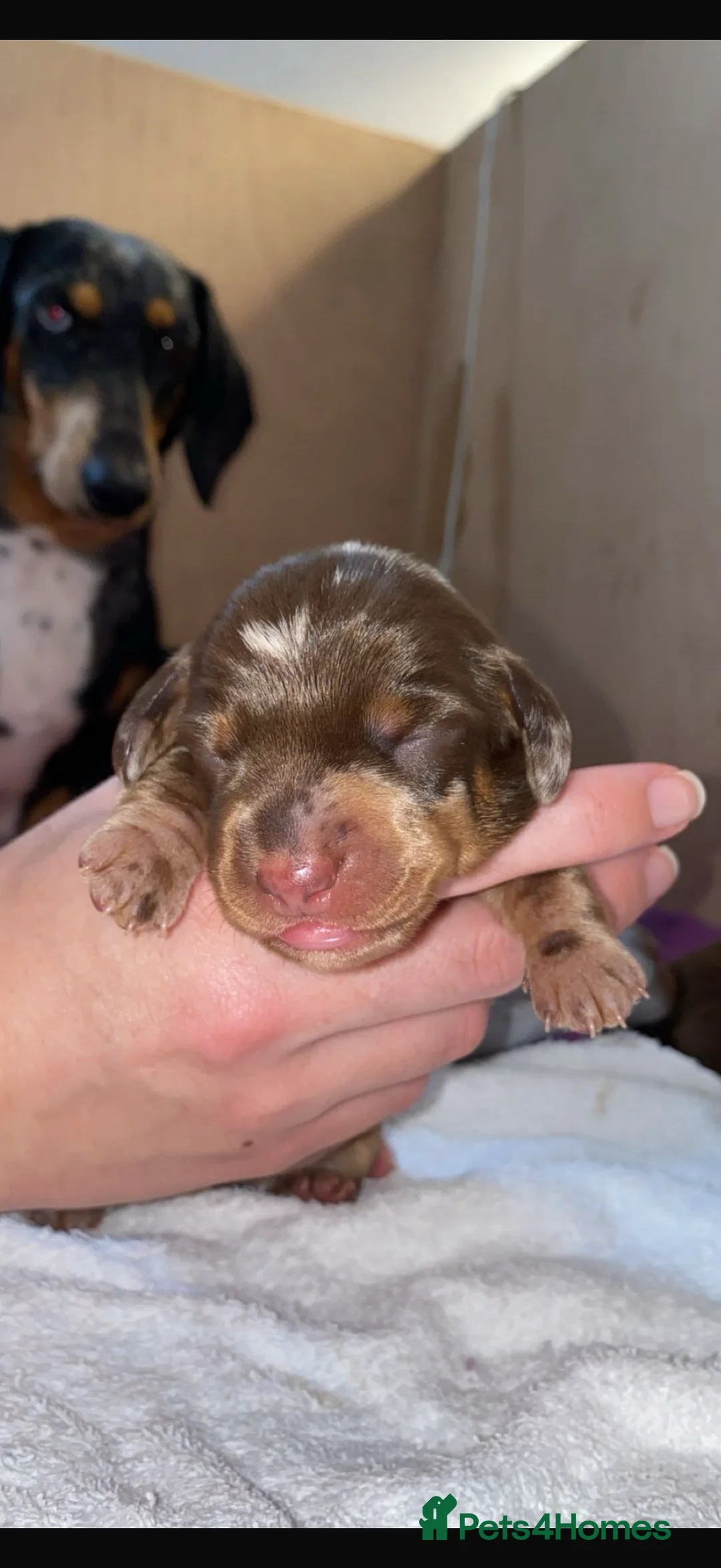 Miniature Dachshund dogs for sale: Gorgeous little mini daxie girls  - Advert 2