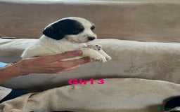Cocker Spaniel dogs for sale: Cocker spaniel puppies for sale 🤩🐶 - Image 9
