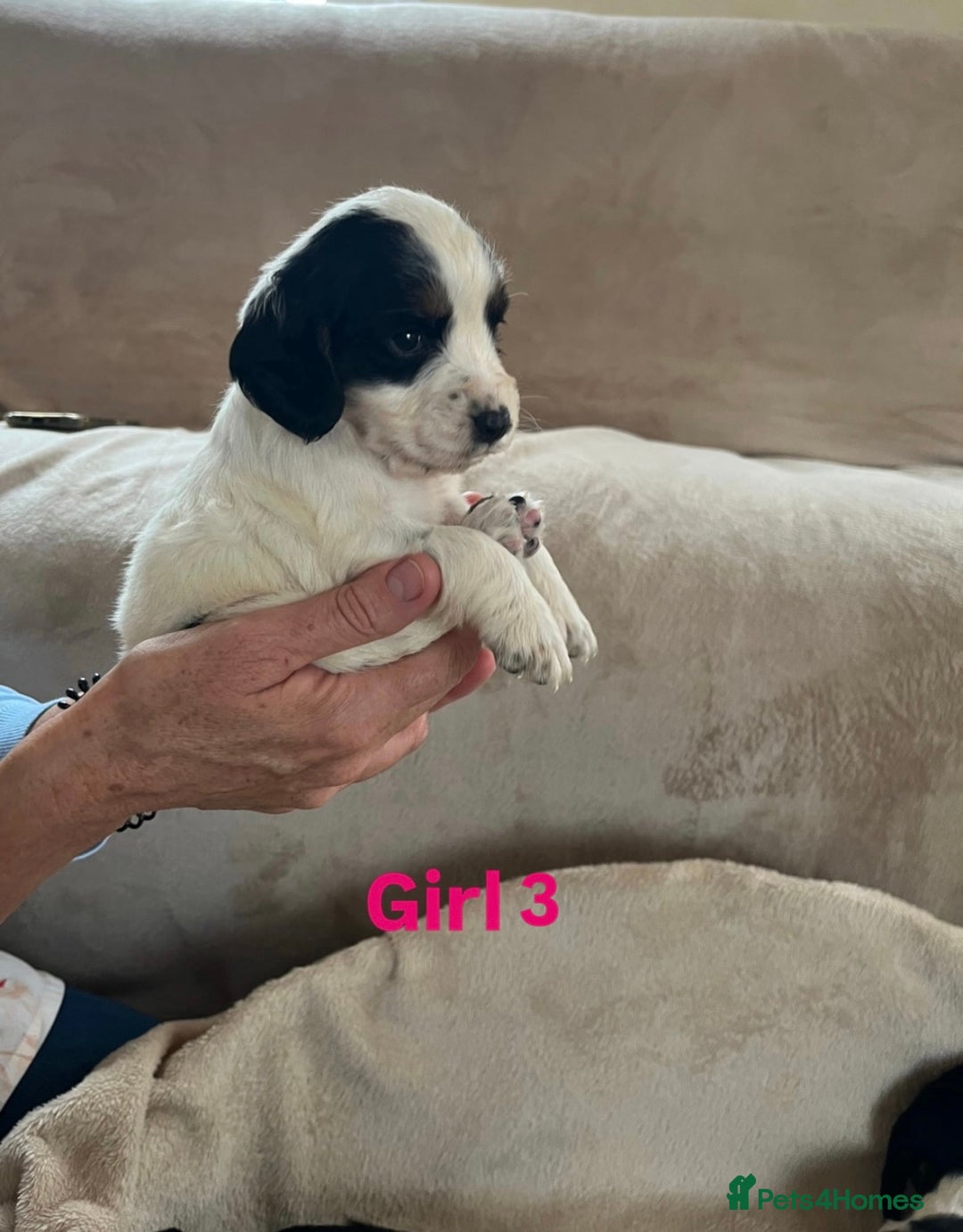 Cocker Spaniel dogs for sale: Cocker spaniel puppies for sale 🤩🐶 - Image 9