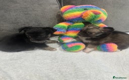 Chihuahua dogs for sale: chihuahuas puppies for sale  - Advert 11